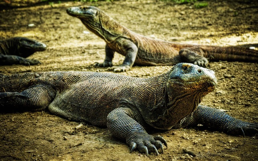 komodo